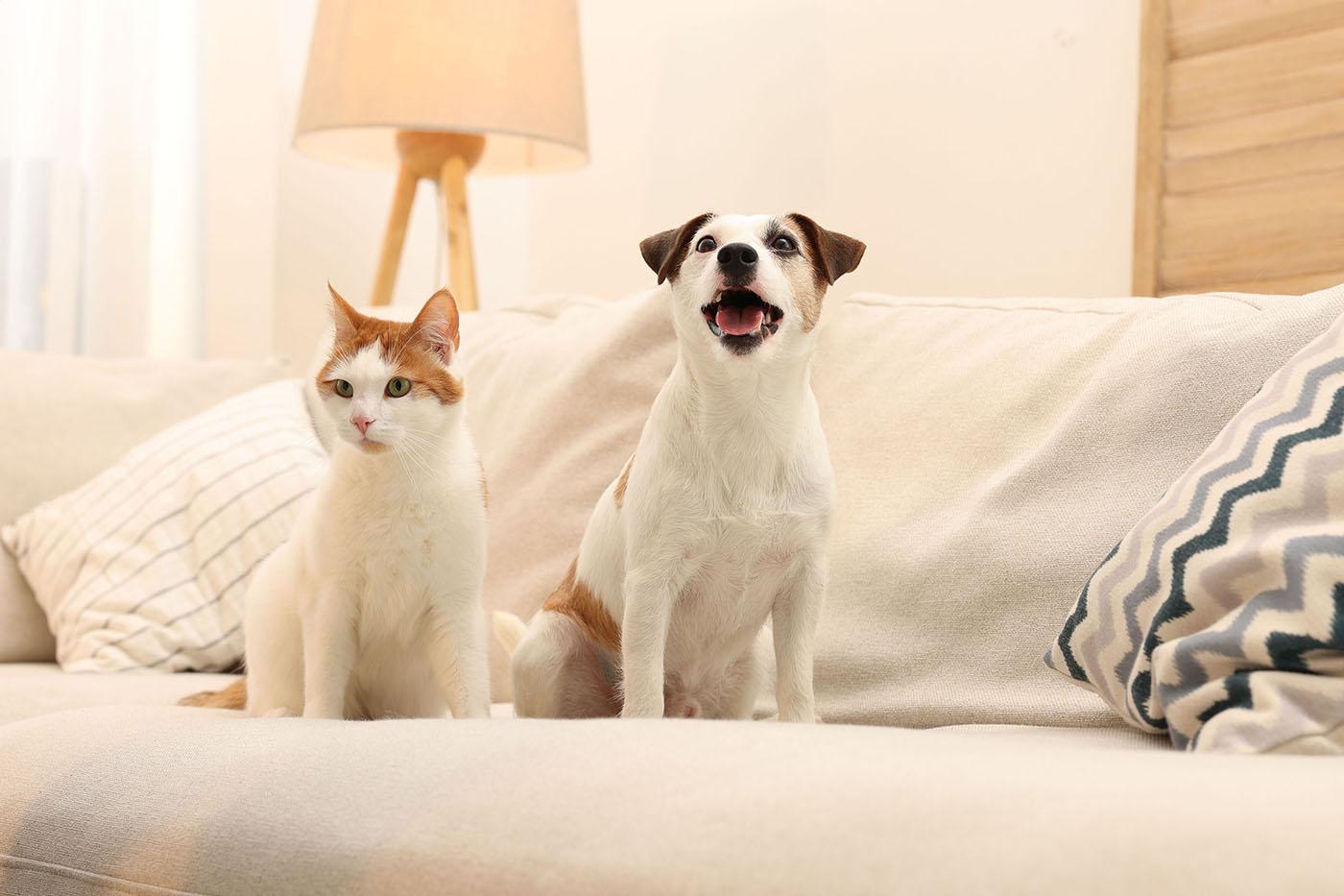 A white and orange cat and a small white dog with brown markings sit side by side on a beige sofa in a cozy, well-lit living room.