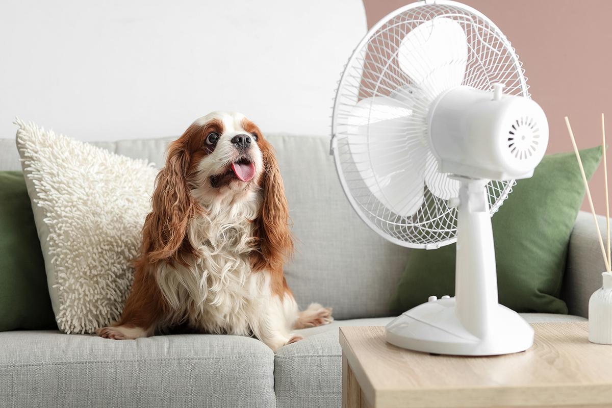 Cavalier King Charles spaniel with tongue out sits on grey sofa with green cushions, gazing at white tabletop fan blowing air.