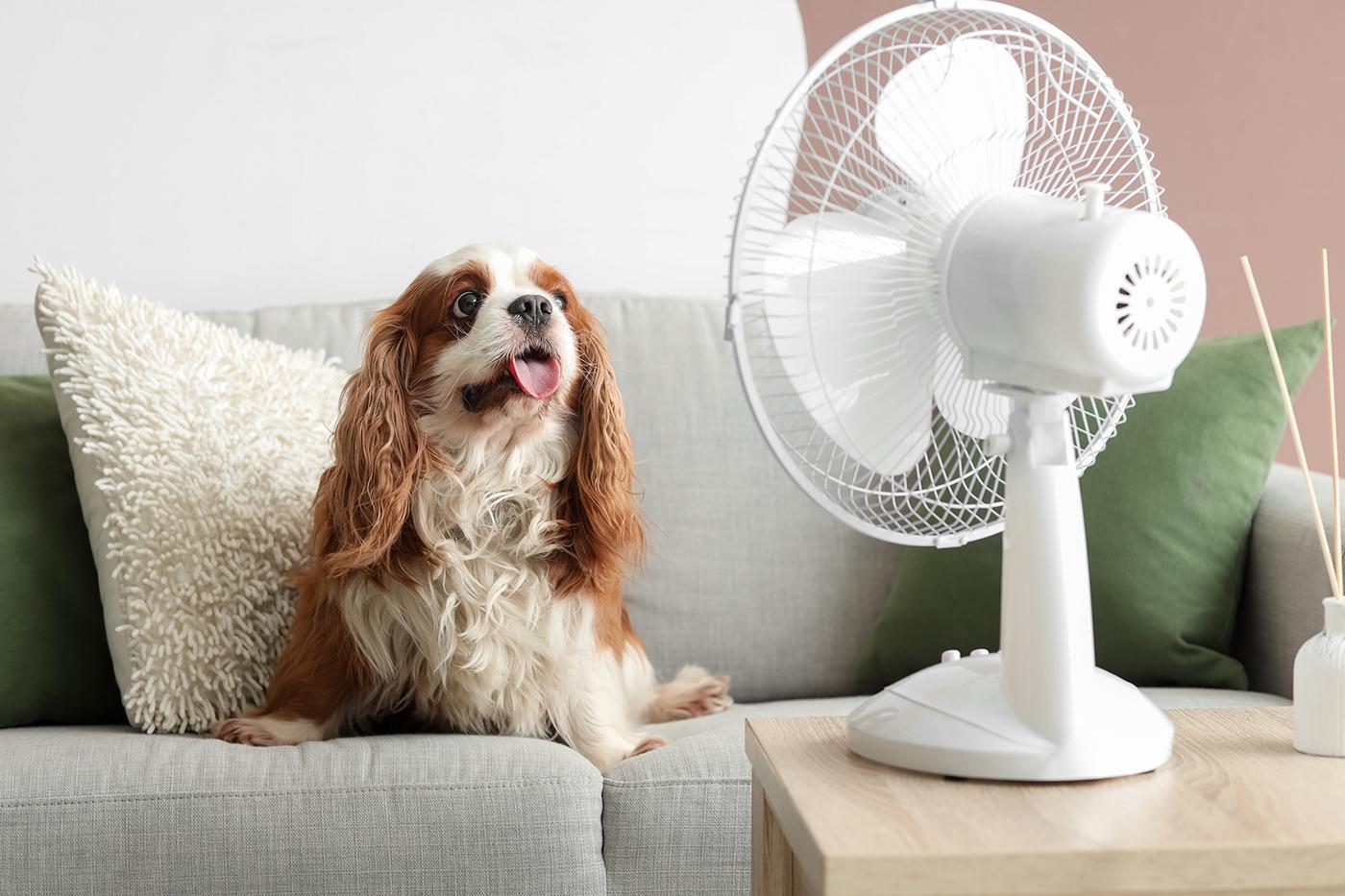 Cavalier King Charles spaniel with tongue out sits on grey sofa with green cushions, gazing at white tabletop fan blowing air.